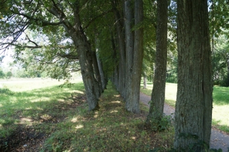 Аллея в приусадебном парке