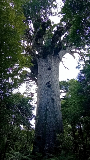 Tane Mahuta  -   