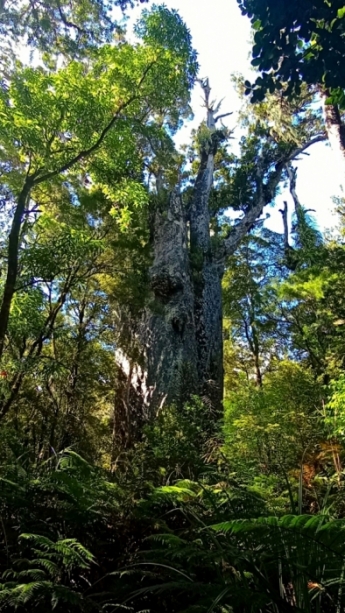  Father of the Forest ( ).            