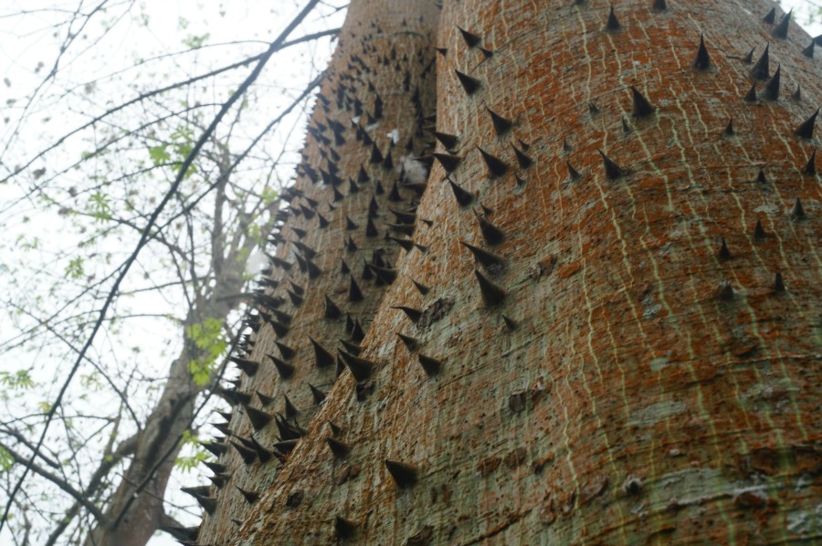       .  (Ceiba pentandra)