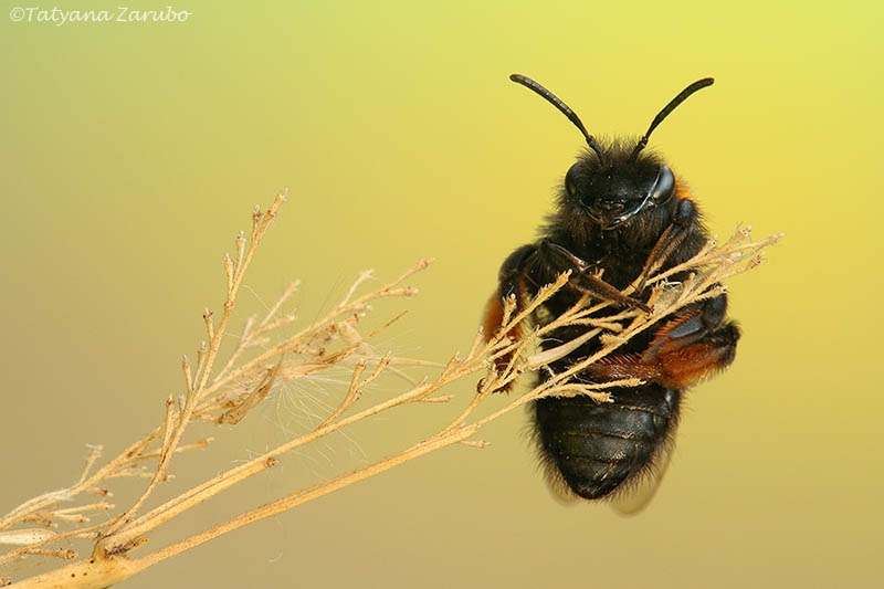   Andrena clarkella