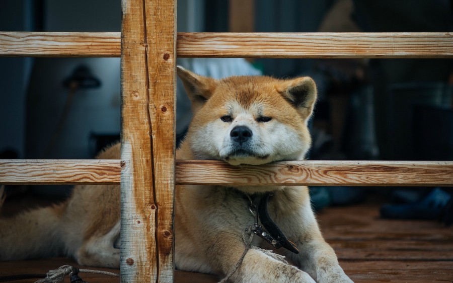   (Akita Inu)