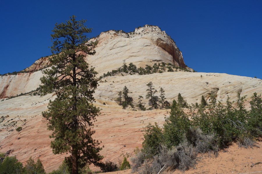     .   (Zion National Park)