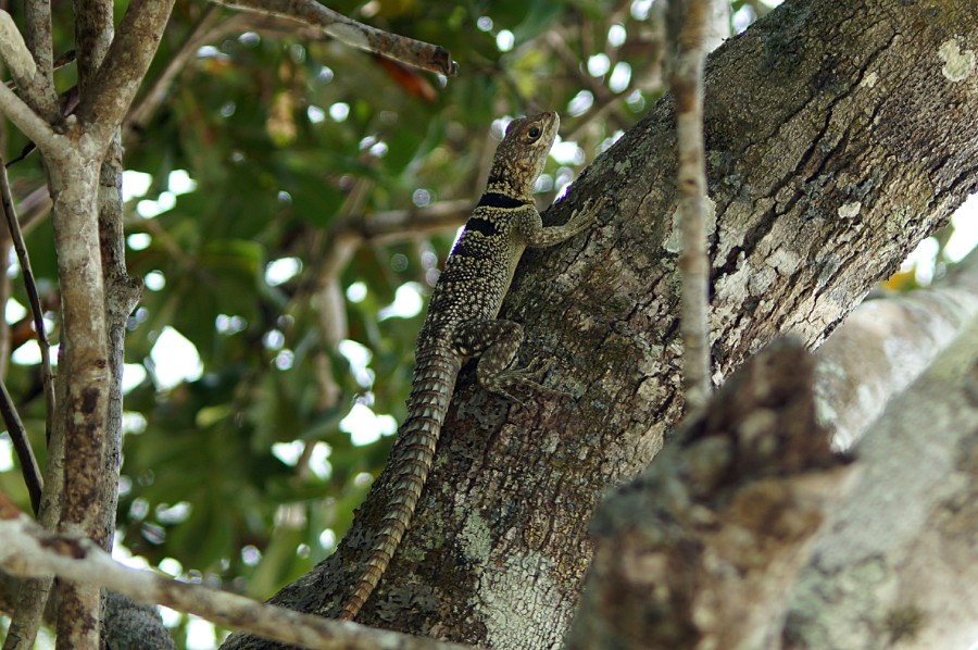   Chalarodon madagascariensis