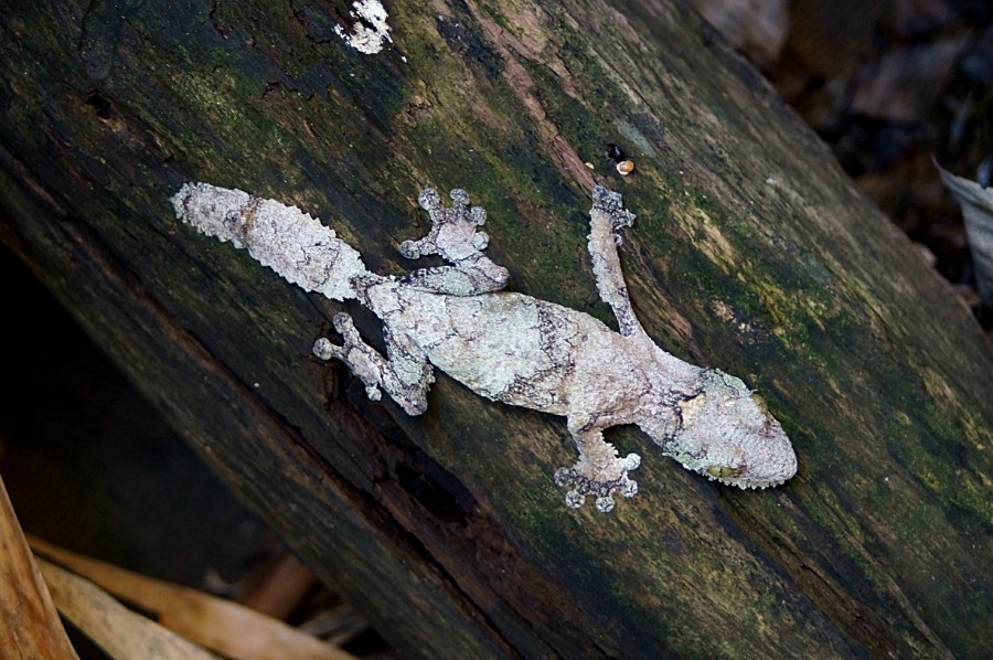   . Uroplatus phantasticus 