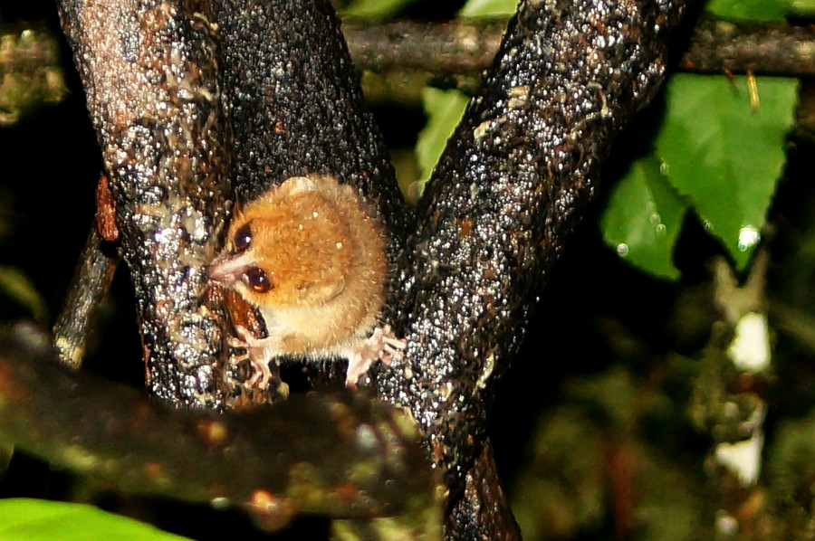 Brown Mouse Lemur