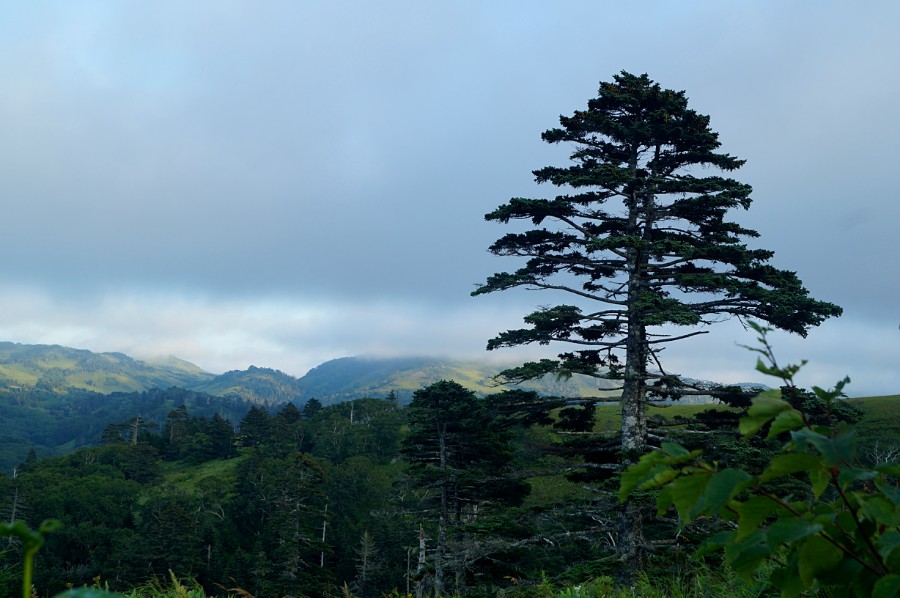 Шикотанские лиственницы