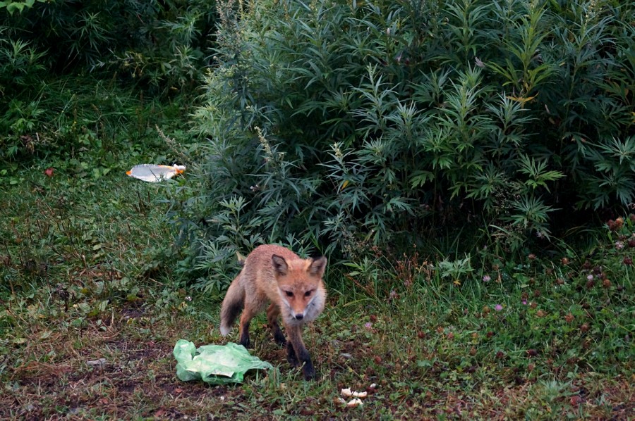 Воровка - утащила и распотрошила пакет с мусором