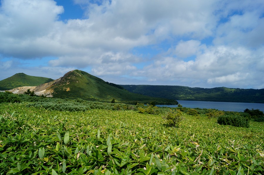 Бамбук на подходе к озеру Горячее