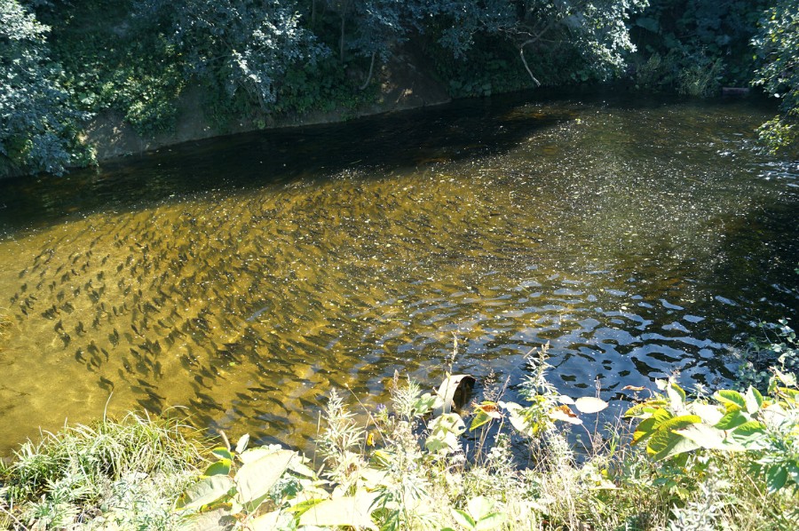 Нерестящаяся горбуша