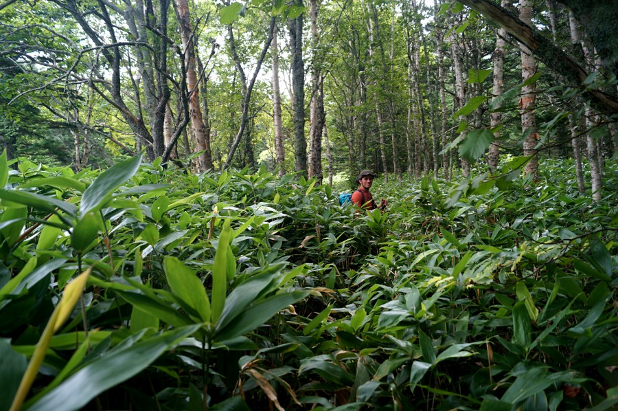 Тропа на вулкан Менделеева. Это еще не самый высокий бамбук