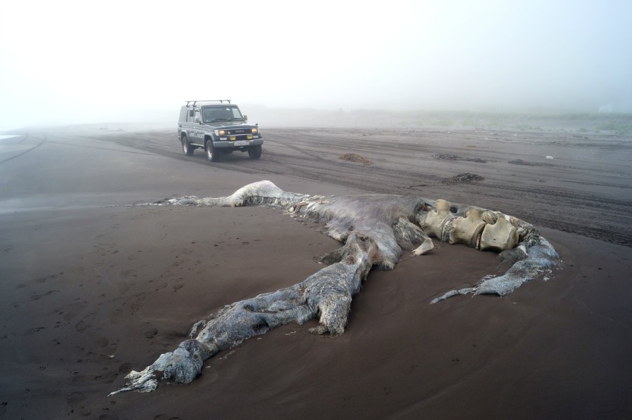 Хвост разложившегося кита. Туловище лежит в километре от него