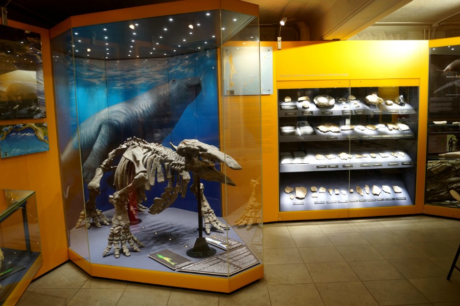 Палеонтологический зал Сахалинского краеведческого музея