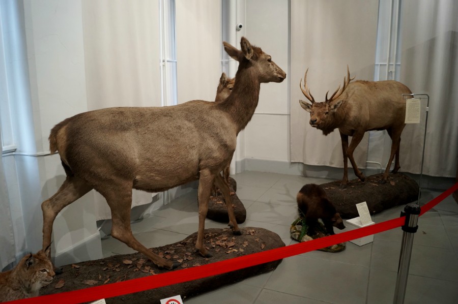 В Сахалинском краеведческом музее