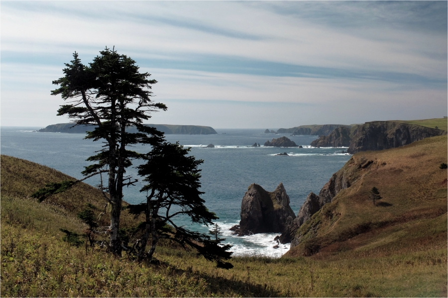 ����� ����