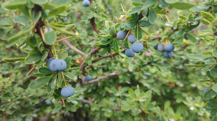 �������� �������������� - ����������� �� ��� ��������� � ����