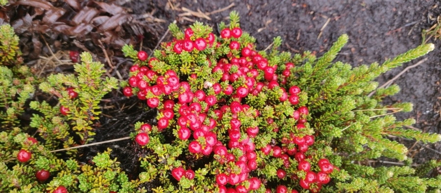 �������� ������� - ����� ����� �������