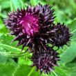 Cirsium