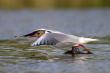   (Larus ridibundus)