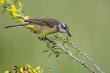 Ƹ  (Motacilla flava) 