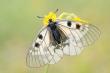  (Parnassius mnemosyne)