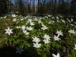  , Anemone nemorosa L.  2