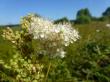  , Filipendula ulmaria (L.) Maxim