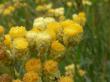  , Helichrysum arenarium (L.) Moench,  3