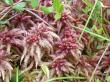 Sphagnum magellanicum Brid.