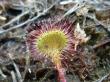  , Drosera rotundifolia L.,  2