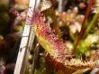  , Drosera rotundifolia L.,  4