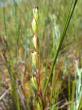  , Drosera rotundifolia L.,  7