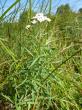  , Achillea ptarmica L.