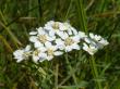  , Achillea ptarmica L.,  2