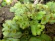   - Marchantia polymorpha L.  