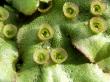   - Marchantia polymorpha L.  