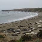    (Elephant Seal Rookery)